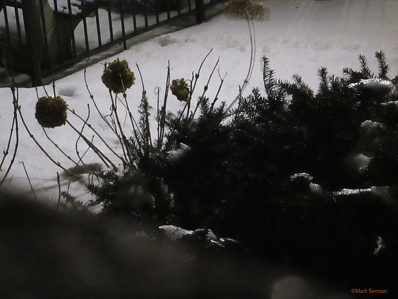 Frozen Flowers, or Homage to Sarah Moon