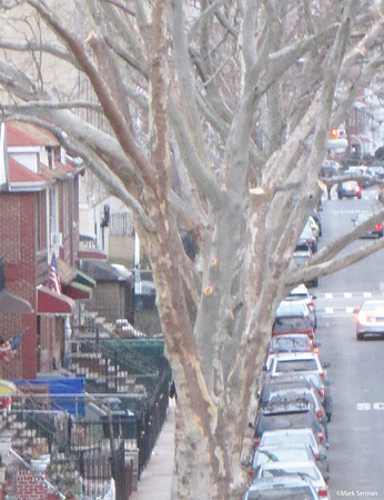 Tree-Lined Street in Brighton Beach, Late Fall