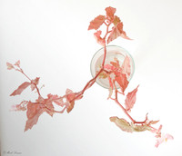 Red Begonia
