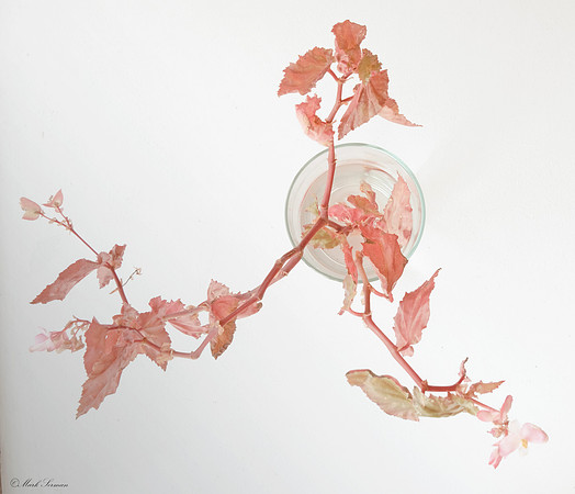 Red Begonia