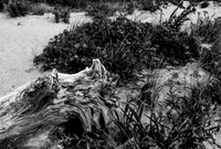 Beach Still Life