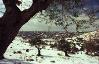 Jerusalem, 1978, Olive Trees