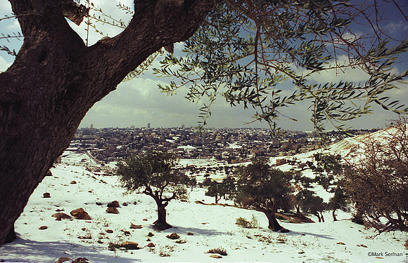 Jerusalem, 1978, Olive Trees