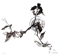 Black Begonia