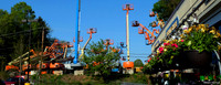 Cranes-and-roses