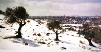 Jerusalem 1978, Olive Trees 2