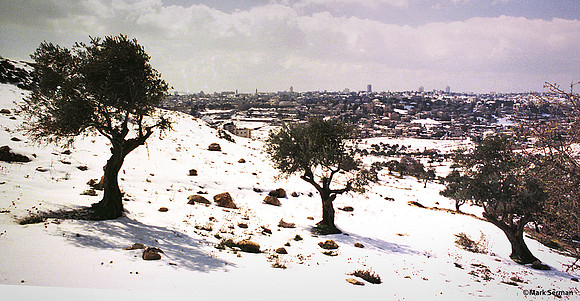 Jerusalem 1978, Olive Trees 2