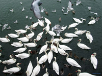 Sheepshead Bay Swans