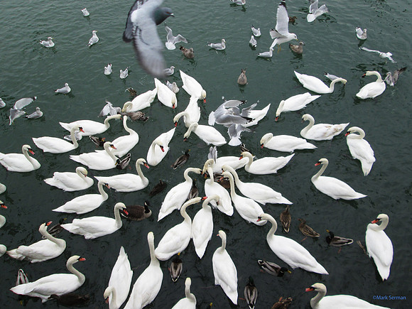 Sheepshead Bay Swans