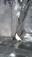 Lonesome Dove