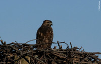 A Young Osprey