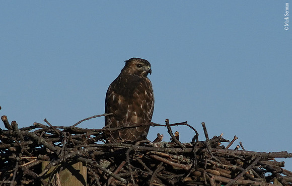 A Young Osprey