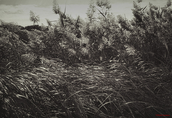 Tall Grass