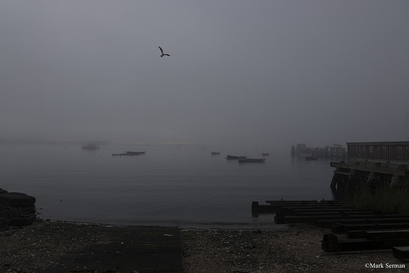 Morning Fog
