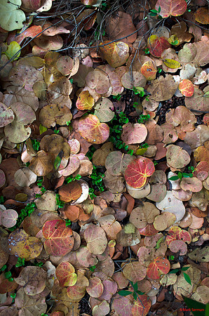 Tropical Forest Floor