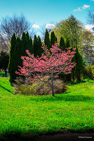 Cherry in Bloom