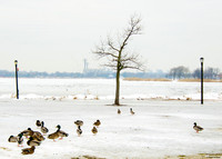 Ducks in Flushing Meadows Park, Spring