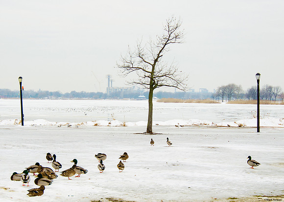 Ducks in Flushing Meadows Park, Spring