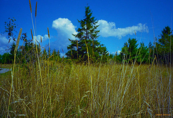 Field in Southern Canada