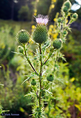 Thistle Blooms