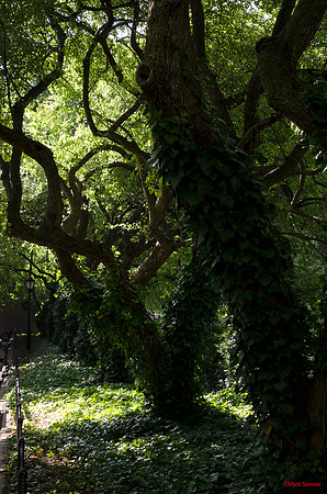 Central Park, Summer Trees