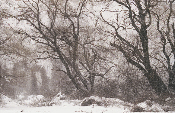 Snow in the Park