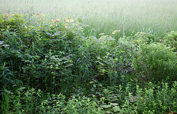 Grass Field