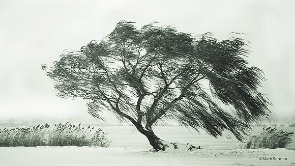 Flushing Meadows park, Winter