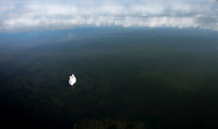 A Study with a Swan