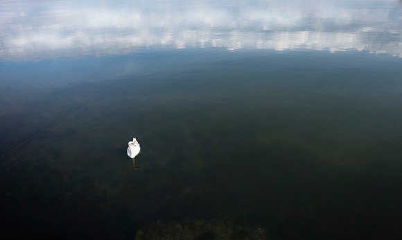 A Study with a Swan