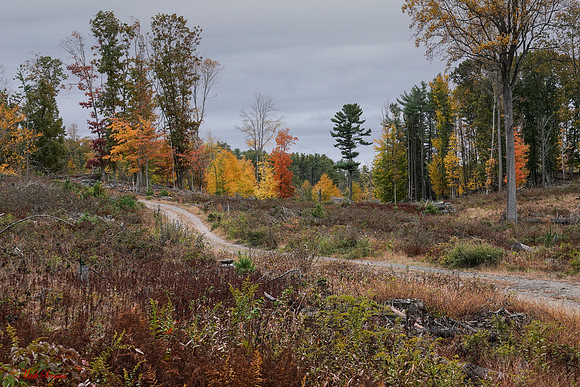 Fall-Colors