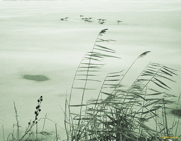 Reeds on the Ice Covered Lake