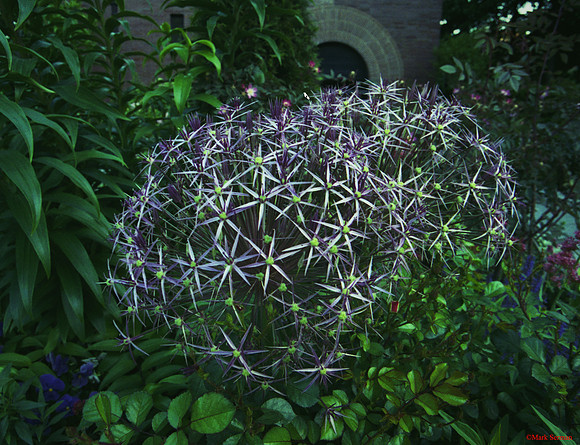 Wagner Park Flower