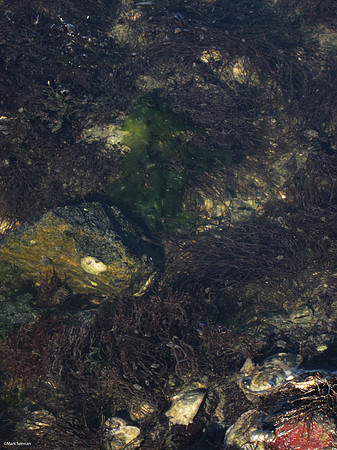 Sea Water Puddle