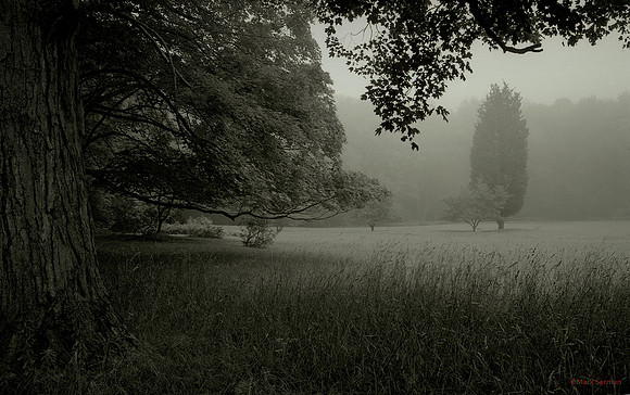 Higganum Meadow