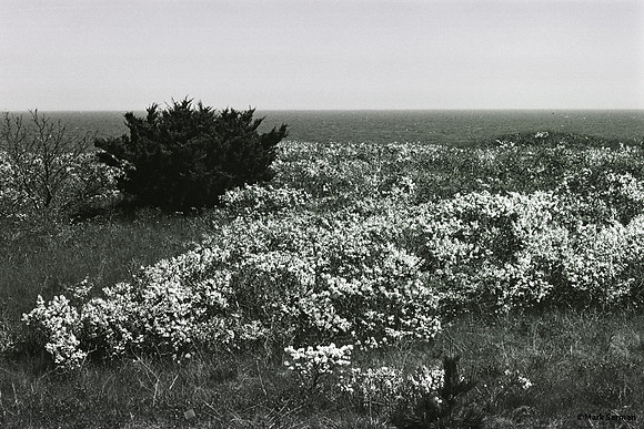 Cape Code, Spring