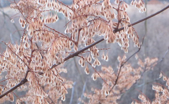 Winter Bush