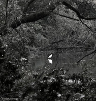An Egret