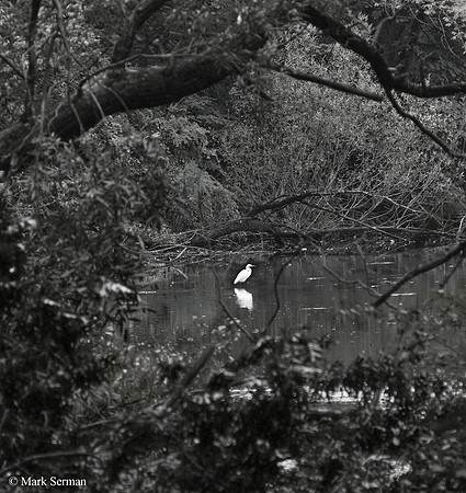 An Egret