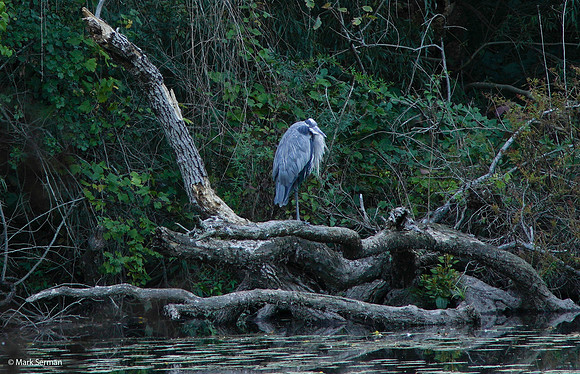 An Old and Grouchy Heron