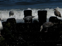 The Seagulls and the Mussels