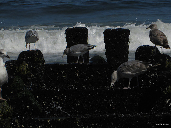 The Seagulls and the Mussels