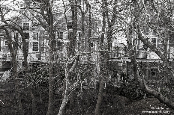 Provincetown Trees