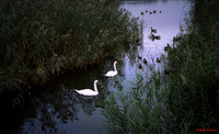 Swans