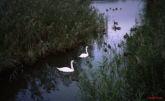 Swans