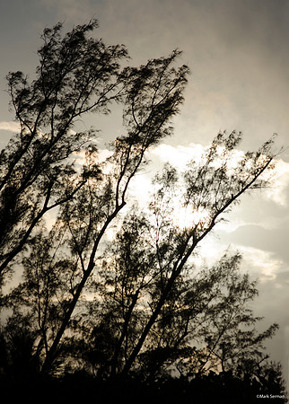 Winter Trees in Florida