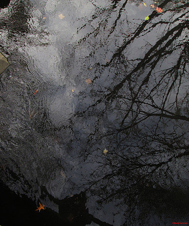 The Fall Stream
